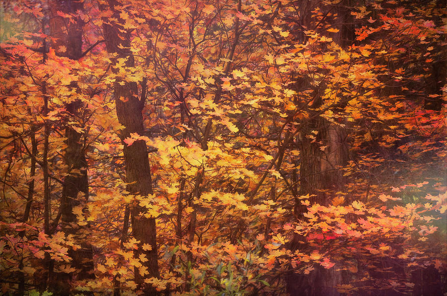 Like A Fairytale Forest  Photograph by Saija Lehtonen