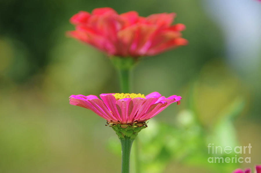 Flower Photograph - Like A Gold Filled Chalice by Jeff Swan Flower Photograph - Like A Gold Filled Chalice by Jeff Swan