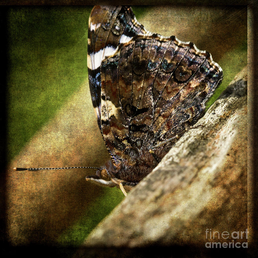 Butterfly Digital Art - Like A Tapestry by Liz Alderdice