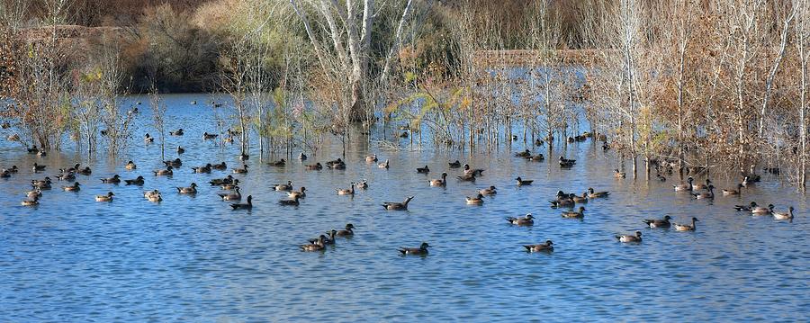 Like Ducks On A Pond Photograph by Allan Van Gasbeck
