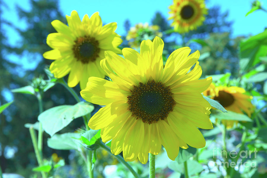 Flowers Photograph - Like Pretty Smiles by Jeff Swan Flowers Photograph - Like Pretty Smiles by Jeff Swan