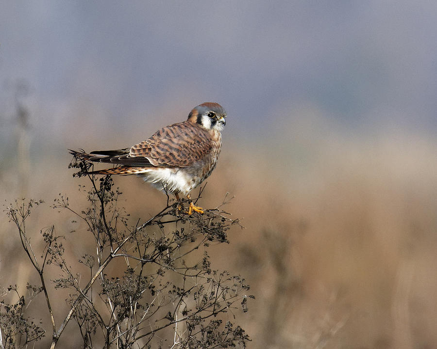 Lil Falcon -- American Kestrel at Merced National Wildlife Refuge, California Photograph by Darin Volpe
