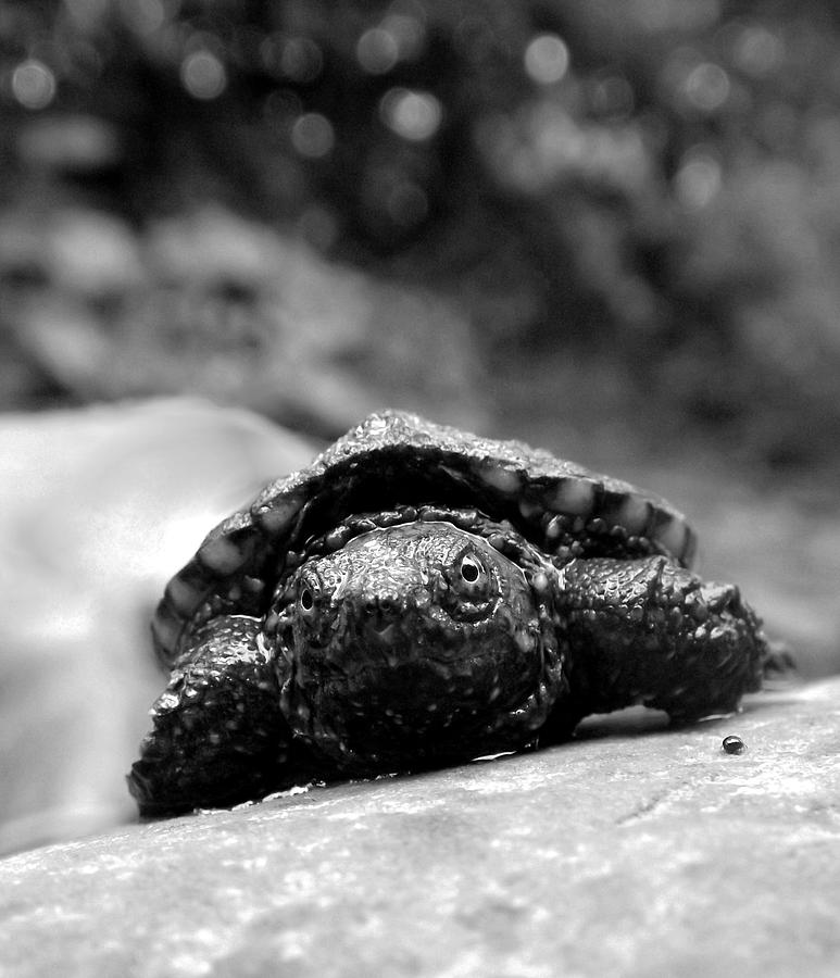 Lil Snapper Photograph by Danielle R T Haney