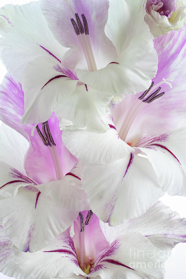Lilac and White Gladiolus Photograph by Ann Garrett