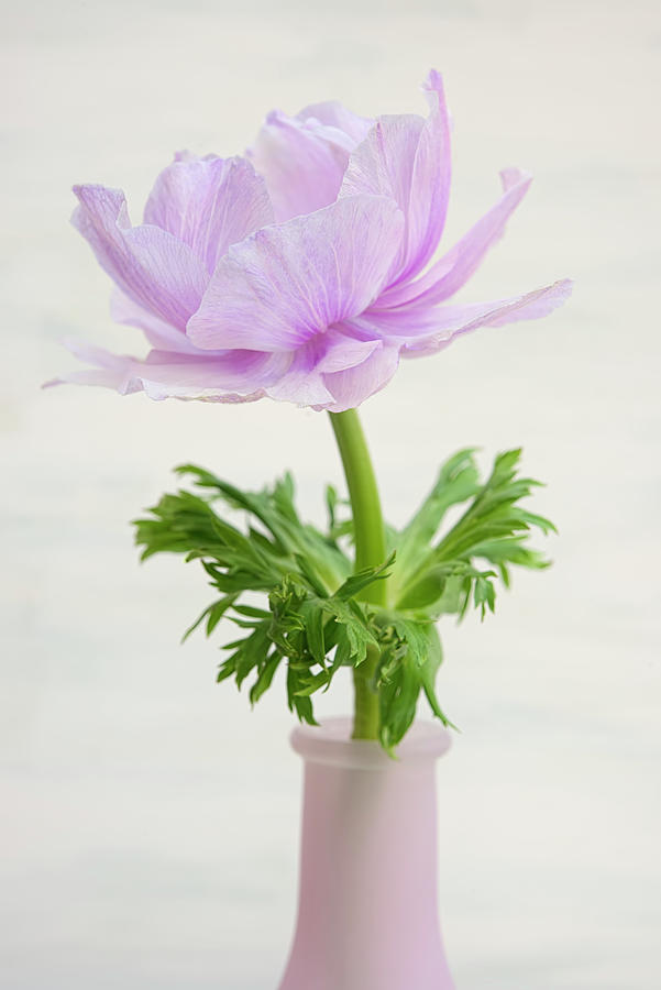 Flower Photograph - Lilac Anemone by Cora Niele