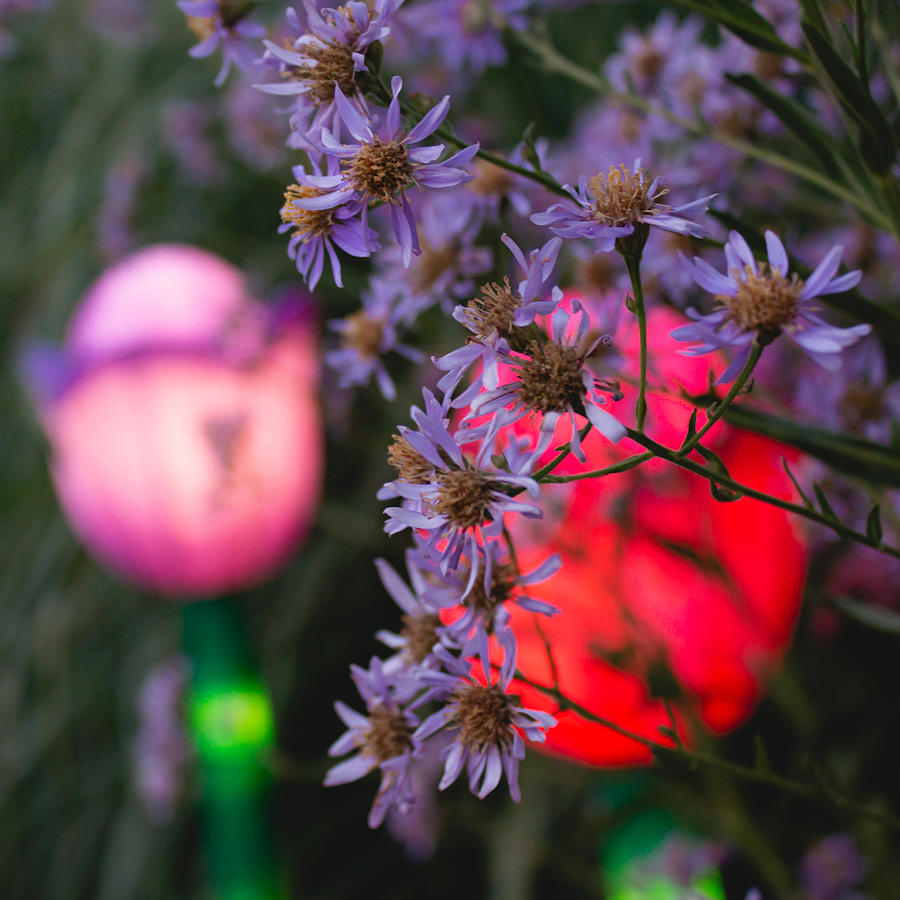 Lilac Photograph - Lilac Aster and Light by Christine Buckley Lilac Photograph - Lilac Aster and Light by Christine Buckley