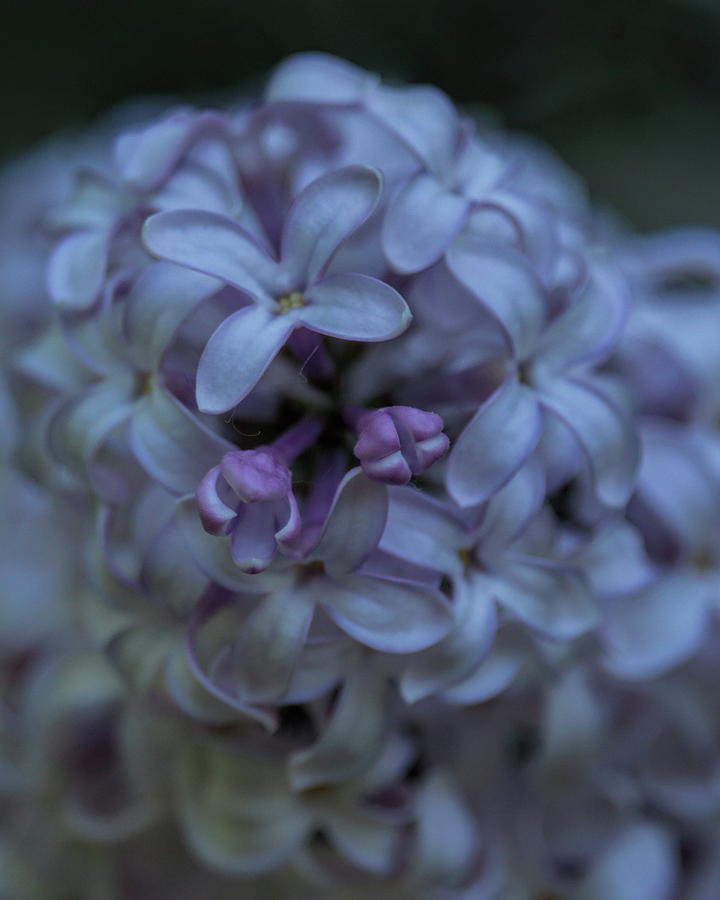 Lilac Blooms Photograph by Dale Kauzlaric