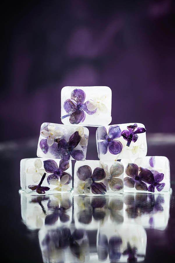 Lilac Blossom Ice Cubes Photograph by Kati Neudert