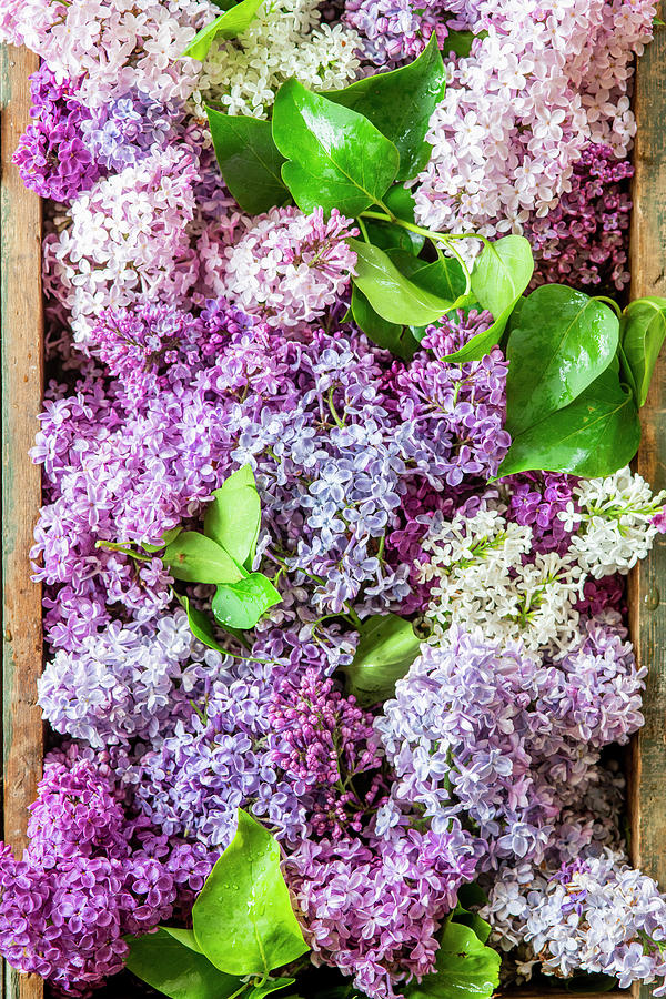 Lilac Bouquet Seen From Above Photograph by Irina Meliukh