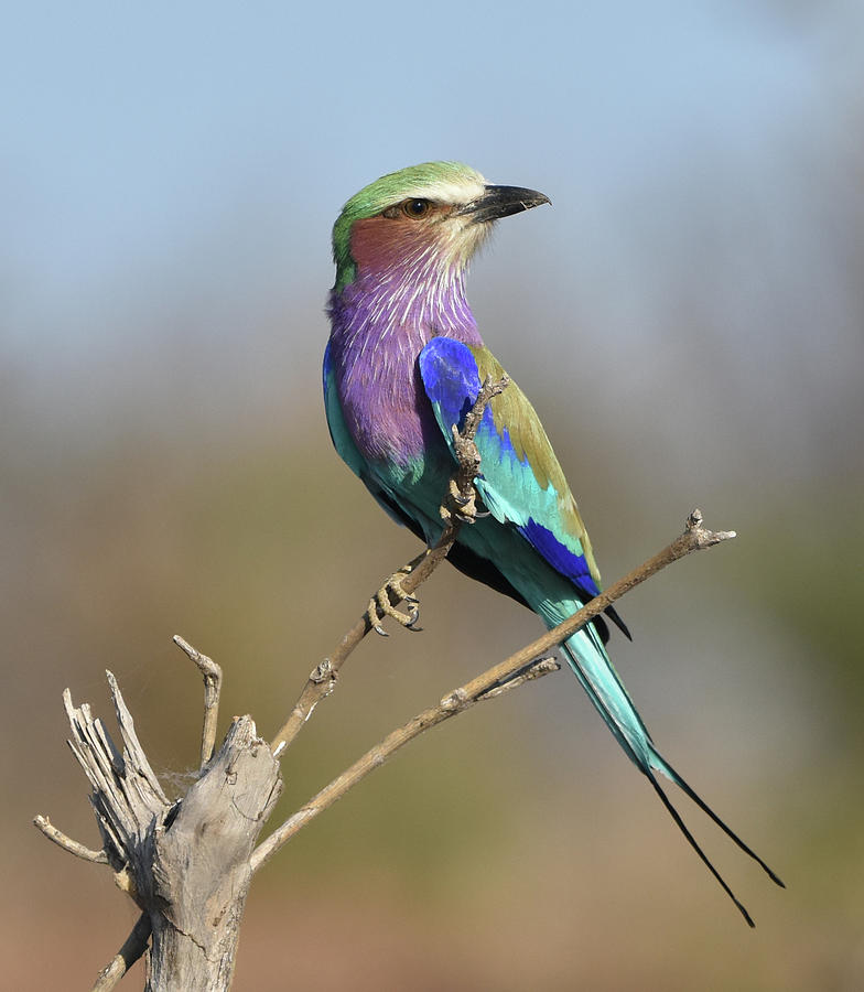 Lilac-Breasted Roller Photograph by Ben Foster