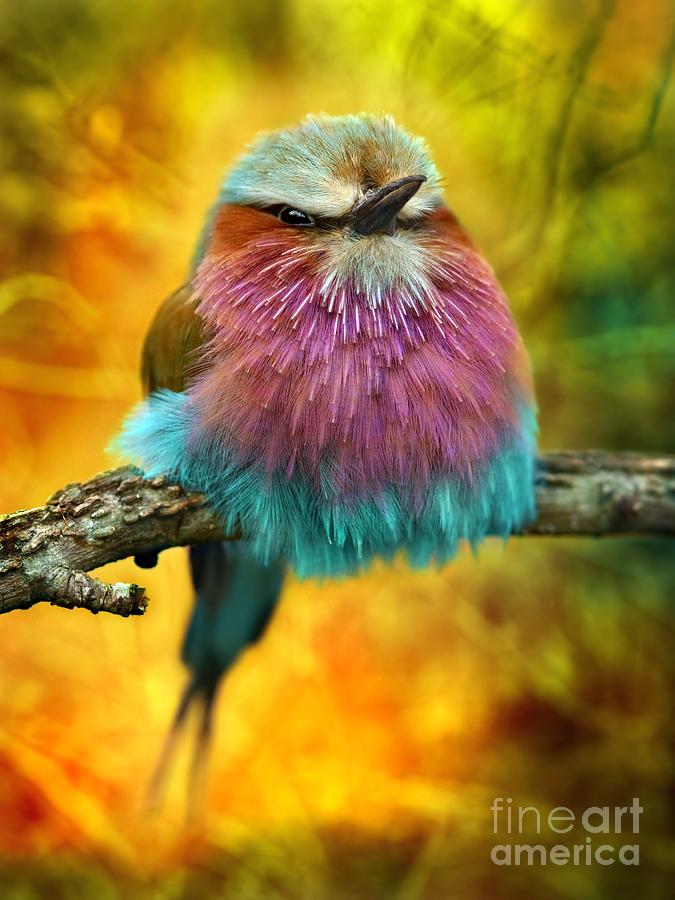 Feather Photograph - Lilac Breasted Roller Bird With Funky by Tomatito