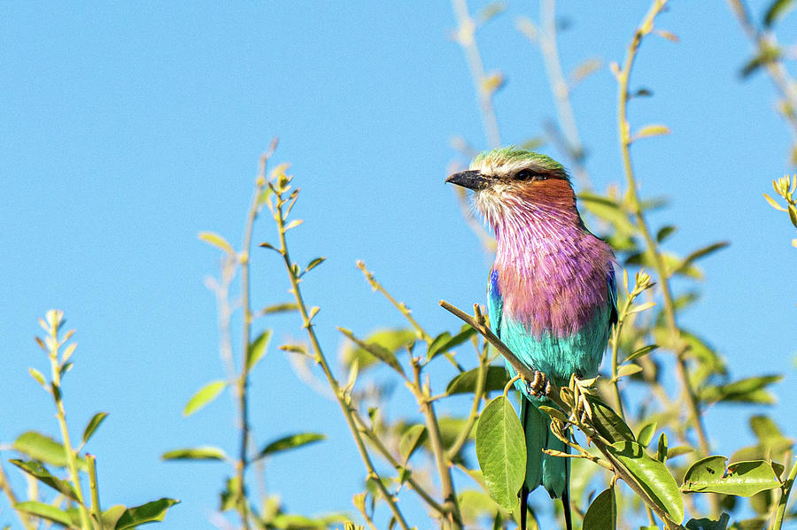 Lilac-breasted Roller Chobe National Park Photograph by Douglas Wielfaert
