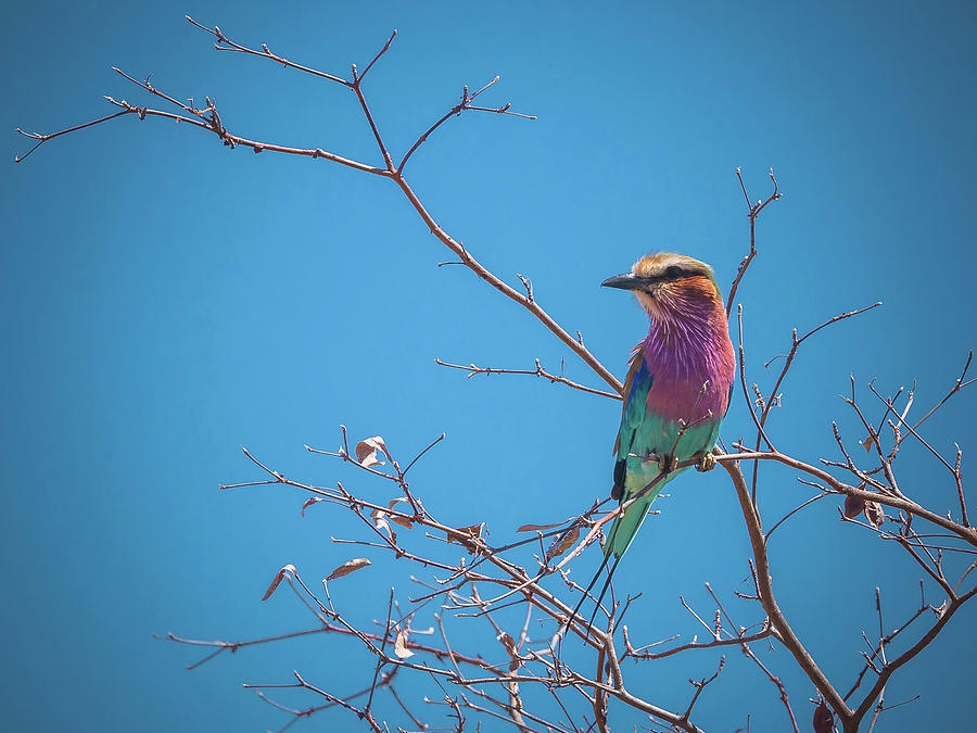 Lilac-breasted Roller Photograph by Claudio Maioli