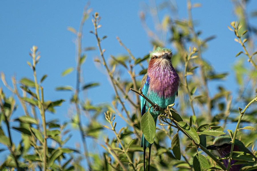 Lilac-Breasted Roller Photograph by Douglas Wielfaert