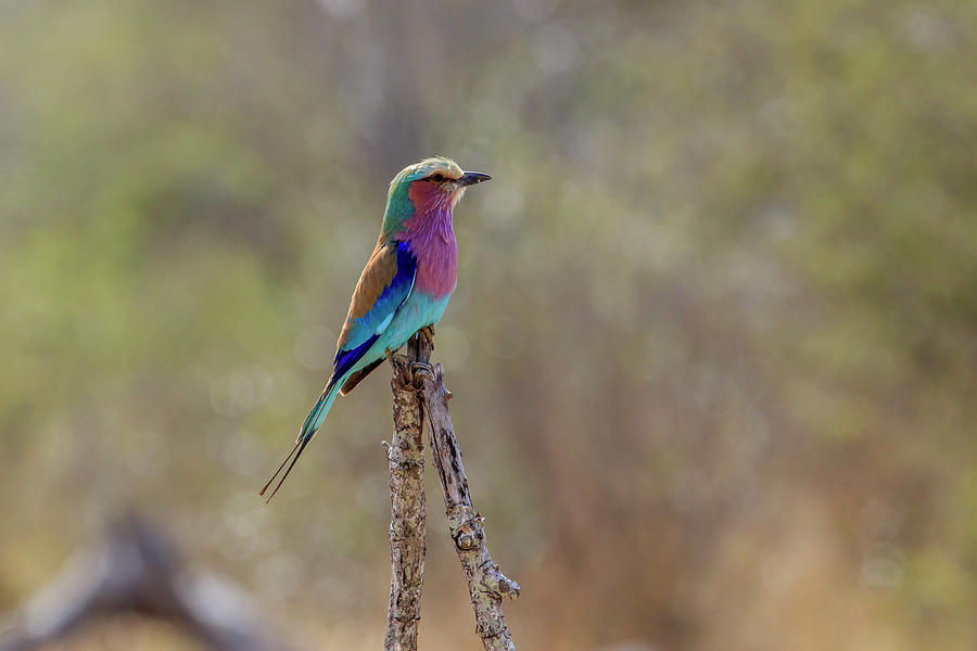 Lilac-breasted Roller Photograph by Gary Hall