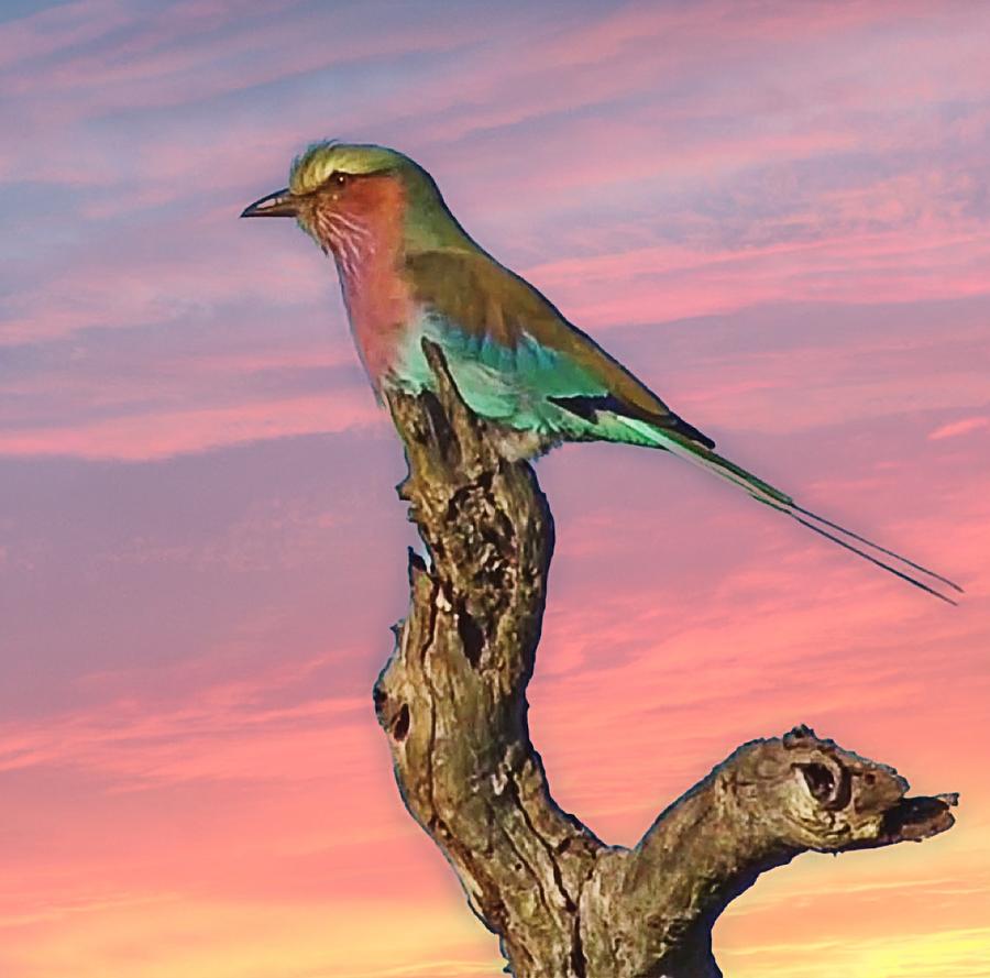 Lilac Breasted Roller by Gini Moore Lilac Breasted Roller by Gini Moore