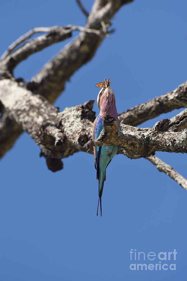 Lilac-breasted Roller H5 Photograph by Amir Paz