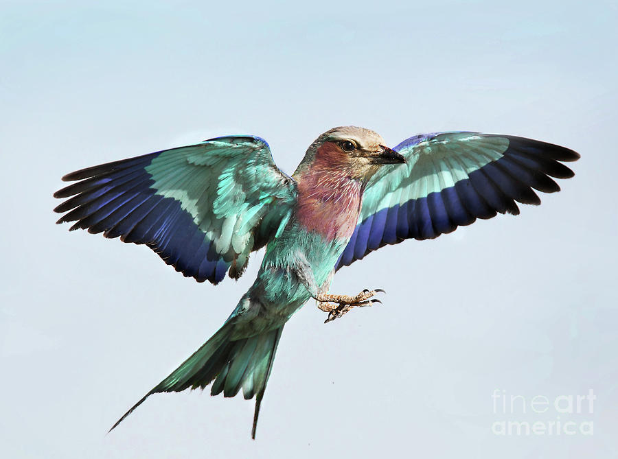 Lilac Breasted Roller In Flight Photograph by Suebg1 Photography