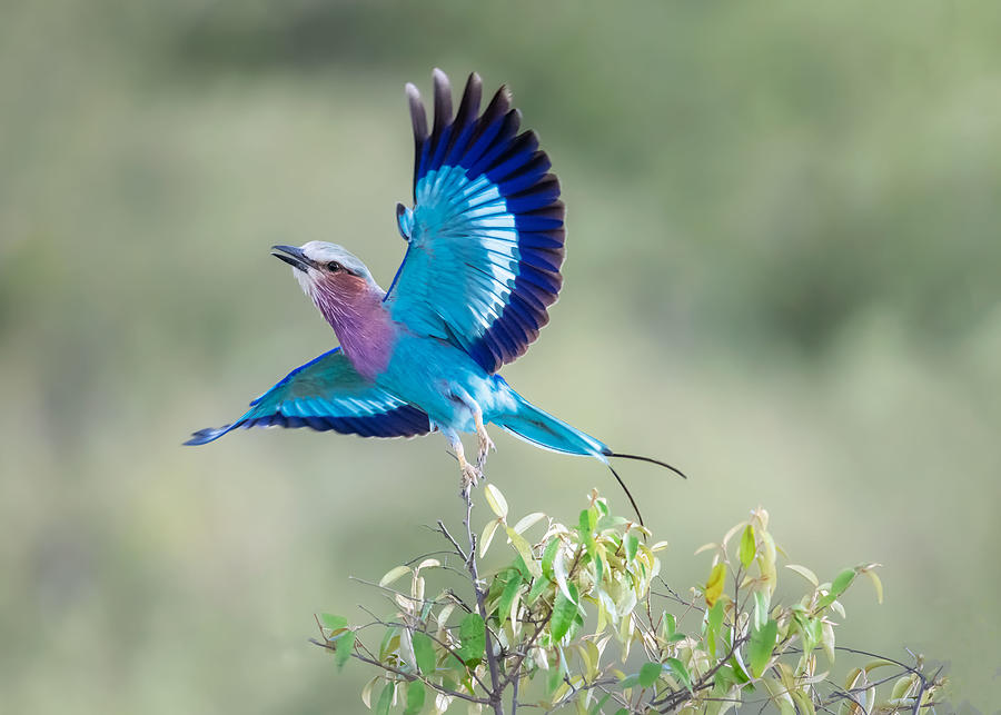 Wildlife Photograph - Lilac-breasted Roller by Leah Xu