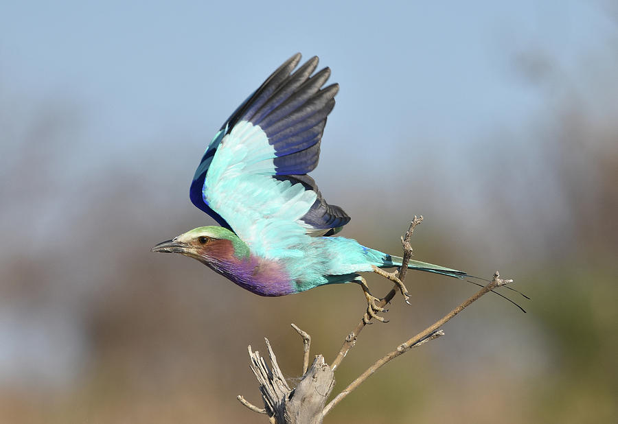 Lilac-Breasted Roller on Takeoff Photograph by Ben Foster