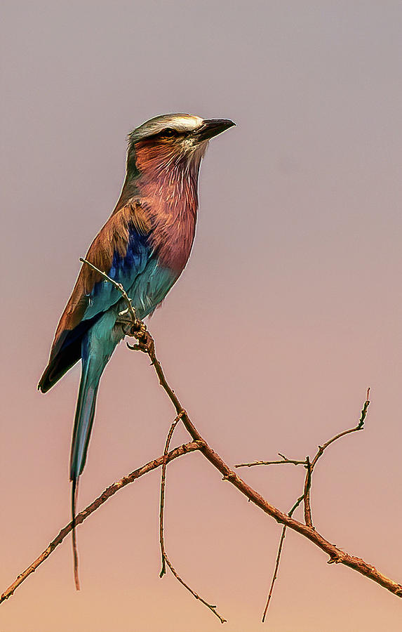 Lilac Breasted Roller Photograph by Roni Chastain