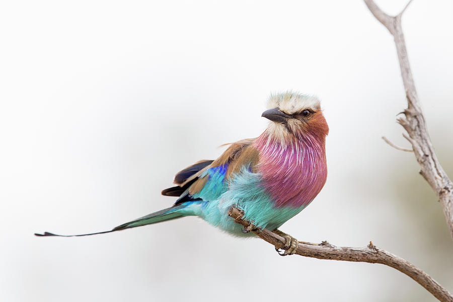 Lilac Breasted Roller, South Africa Photograph by Sebastian Kennerknecht