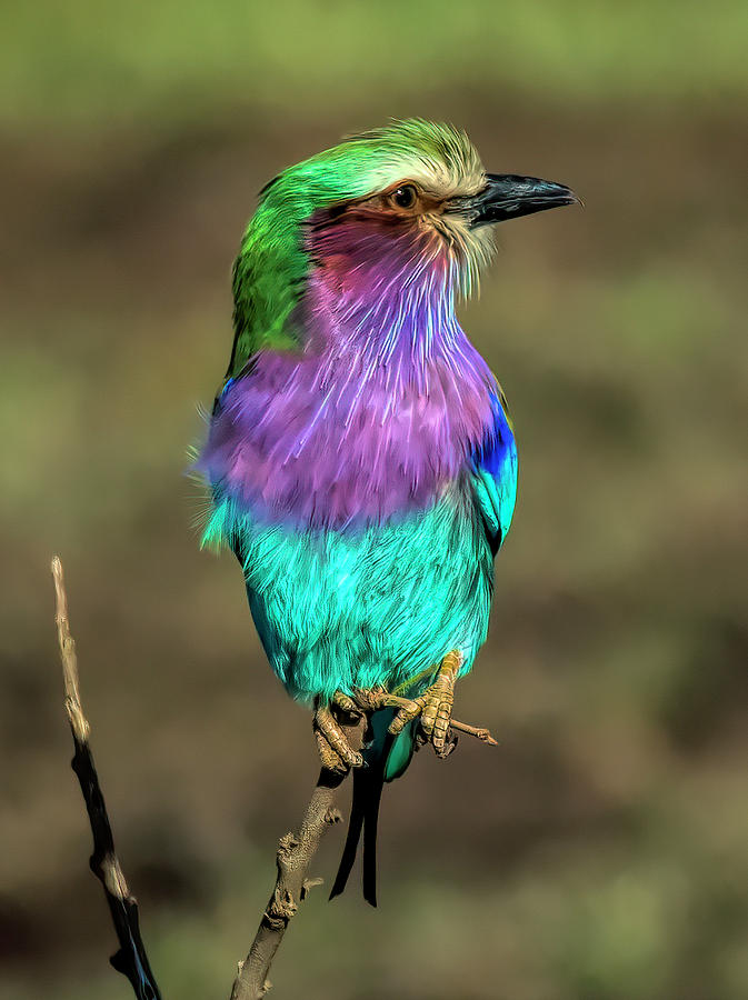 Lilac Breasted Roller Photograph by Wade Aiken