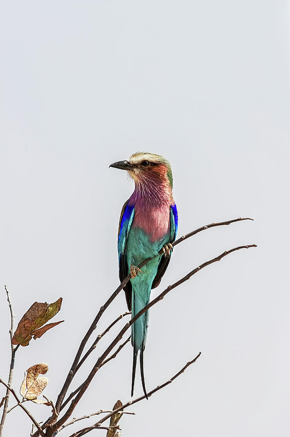Lilac Breasted Roller Watches by Kay Brewer Lilac Breasted Roller Watches by Kay Brewer