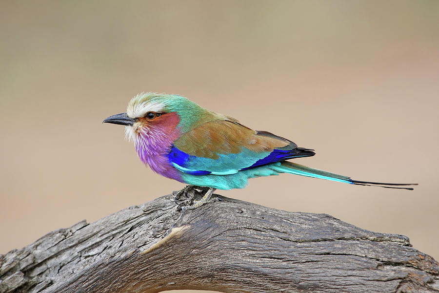 Lilac-breasted Roller Photograph by Winfried Wisniewski