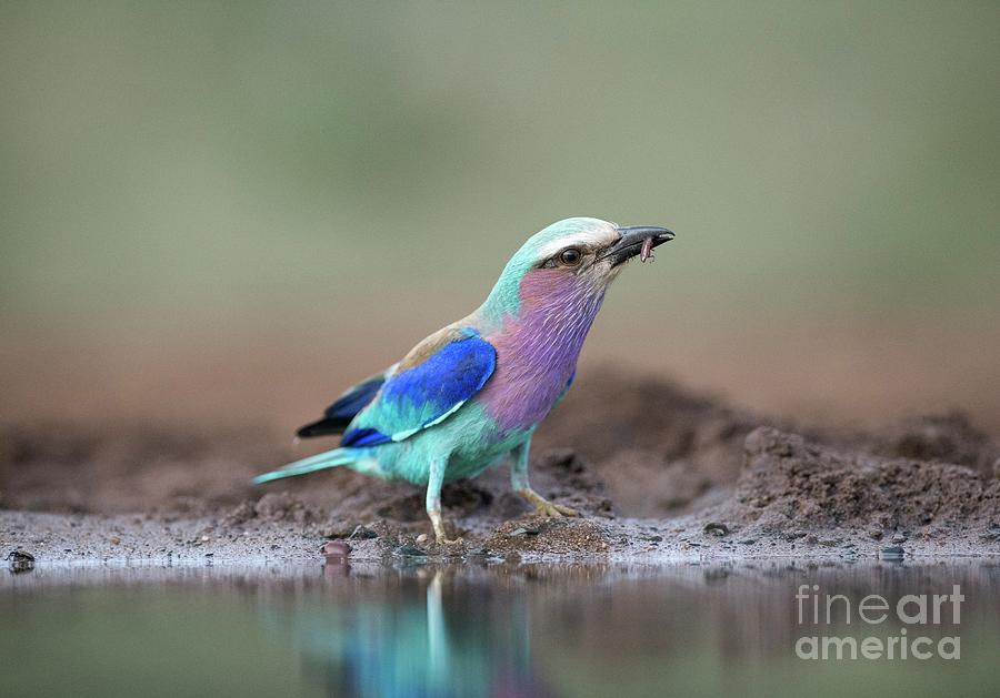 Lilac-breasted Roller With Insect Photograph by Tony Camacho/science Photo Library
