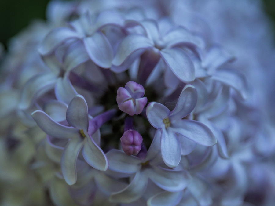 Lilac Buds Photograph by Dale Kauzlaric