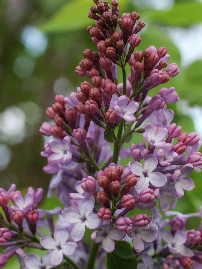 Lilac Buds Photograph by Susan Grove - Pixels