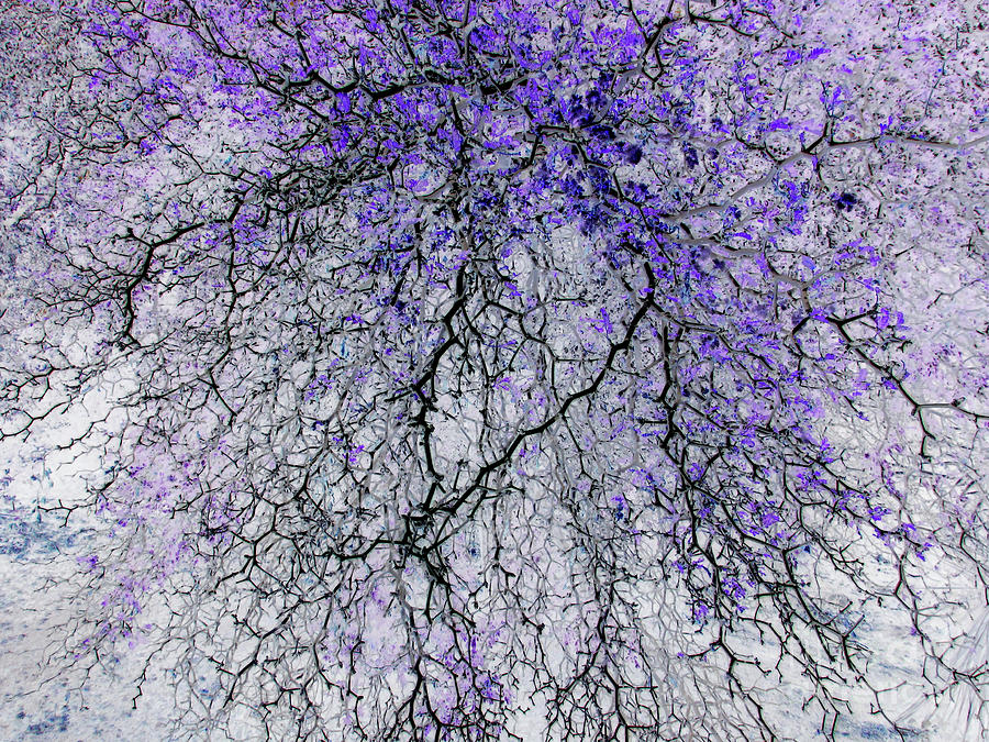 Lilac Crackle Photograph by Randall Weidner