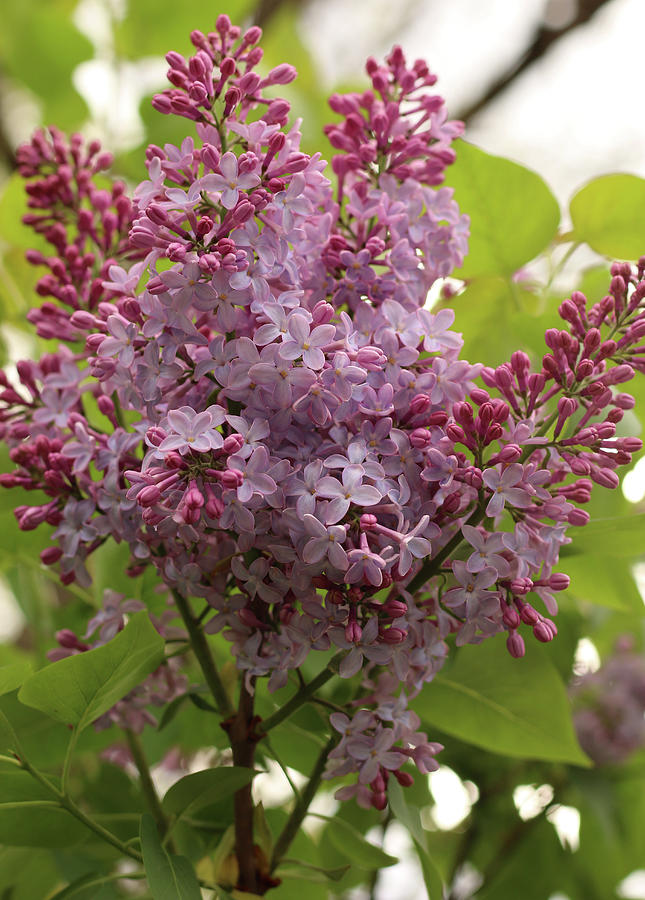 Lilac Explosion Photograph by Laurie Lago Rispoli