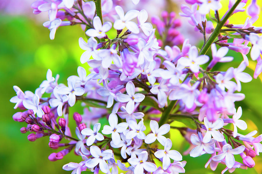 Lilac flower Photograph by Anna Kluba