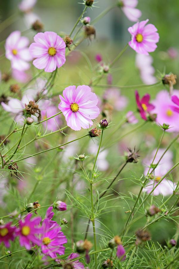 Lilac-flowering Cosmos In Garden Photograph by Cecilia Mller