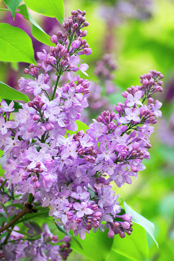 Lilac Flowers Photograph by Christina Rollo