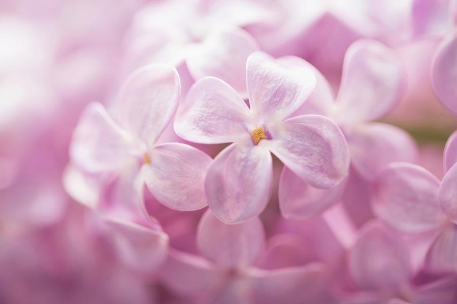 Lilac Flowers Close-up Photograph By Sandra Krimshandl-tauscher - Fine 