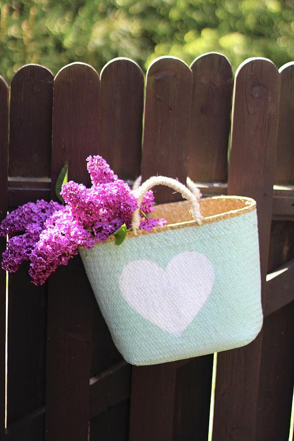 Lilac Flowers In Shopping Basket Hanging On Wooden Garden Fence Photograph by Sylvia E.k Photography