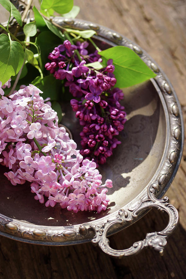 Lilac Flowers In Silver Dish Photograph by Angelica Linnhoff