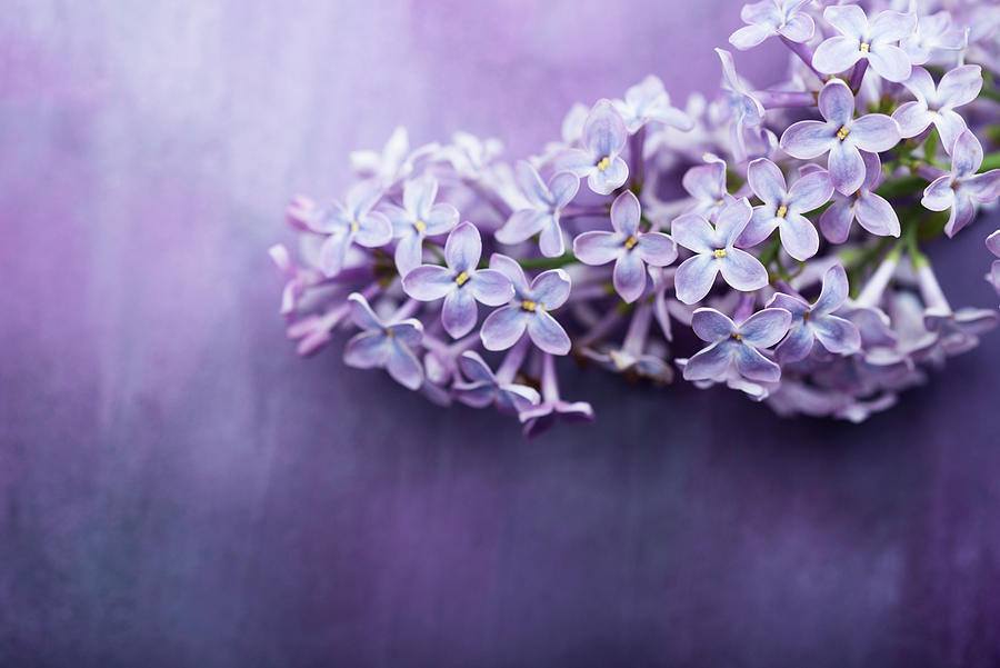 Lilac Flowers On Purple Surface Photograph by Kati Neudert