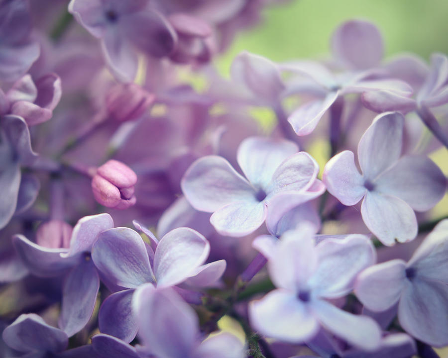 Lilac Flowers One Photograph by Lupen Grainne