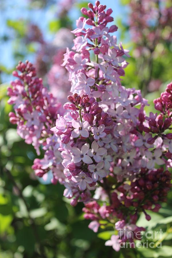 Lilac Photograph by Gabi Cohen - Fine Art America