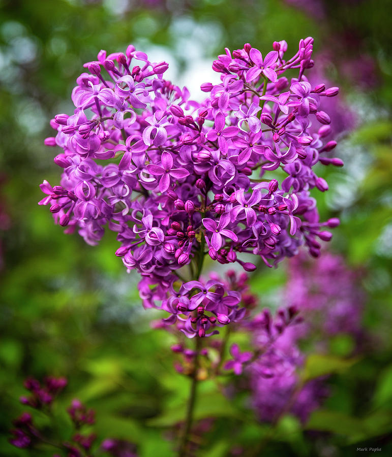 Flowers Still Life Photograph - Lilac Heart by Mark Papke