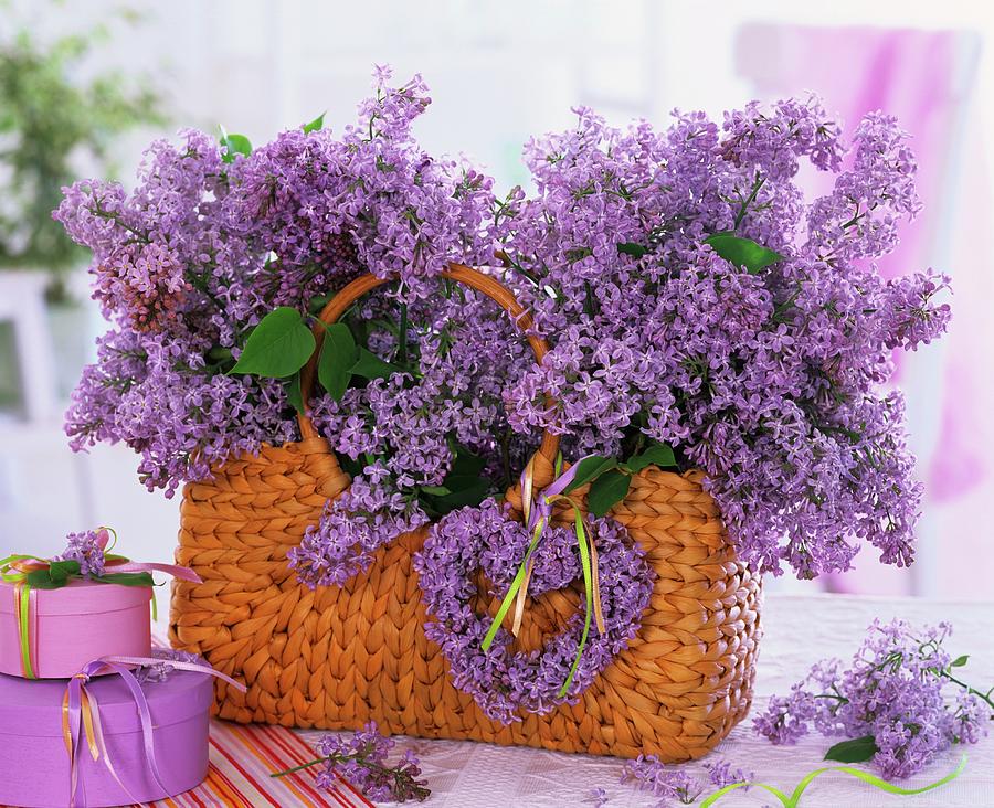 Lilac In Plaited Basket, Gift Boxes Beside It Photograph by Friedrich Strauss