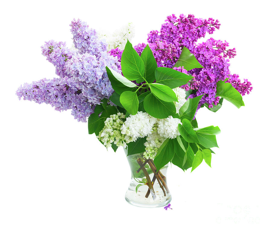 Lilac In Vase Photograph