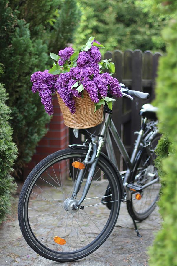 Lilac In Wicker Bicycle Basket Photograph by Sylvia E.k Photography