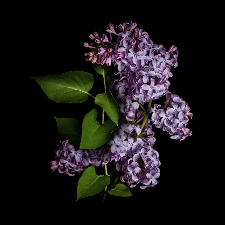 Lilac Isolated On Black Background Photograph by Sankai