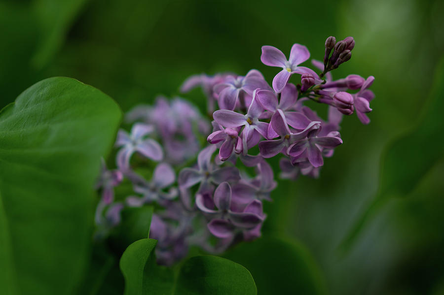 Lilac Photograph by Jason Champaigne - Fine Art America