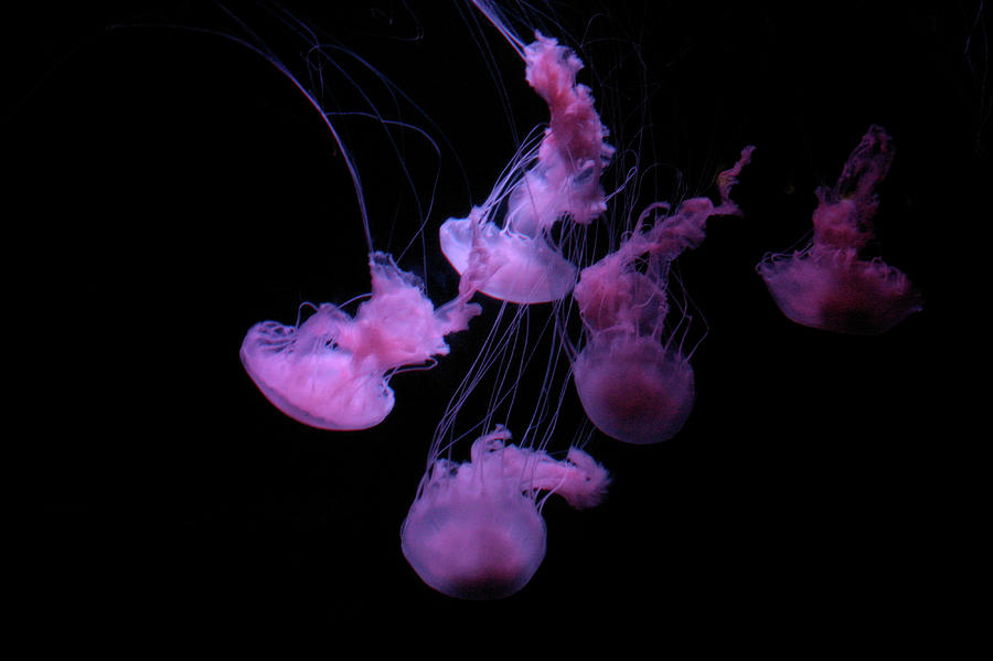 Lilac Jelly-fish Photograph by Win-initiative/neleman